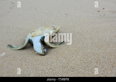 Dead Sea Turtle auf einem Sand Stockfoto