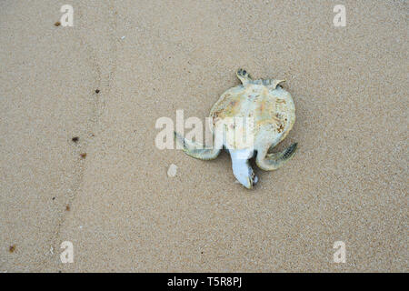 Dead Sea Turtle auf dem Ocean Beach Stockfoto