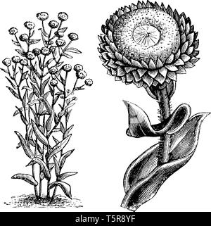 Ein Bild zeigt, Gewohnheit und freistehende Einfamilienhaus Blume Leiter der Everlastings (Helichrysum Foetidum). Es gehört zur Familie der Asteraceae. Blumen sind glänzend Stock Vektor