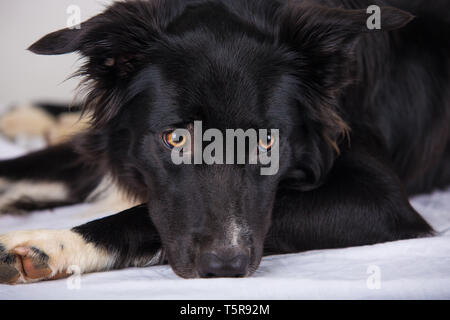 Traurige und nachdenkliche reinrassigen Border Collie Hund liegend auf dem Bett. Nette freundliche Haustier suchen mit intelligenten Augen, drinnen Closeup Portrait. Gelangweilt Welpen waiti Stockfoto