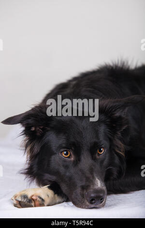 Traurige und nachdenkliche reinrassigen Border Collie Hund liegend auf dem Bett. Nette freundliche Haustier suchen mit intelligenten Augen, drinnen Closeup Portrait. Gelangweilt Welpen waiti Stockfoto