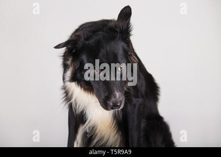 Traurige und nachdenkliche reinrassigen Border Collie hund Kopf unten. Nette freundliche Haustier suchen mit intelligenten Augen, drinnen Closeup Portrait. Gelangweilt Welpen umgekippt auf eigene Stockfoto