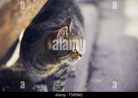 Obdachlose wild Gestreifter schwangere Katze mit einer langen Schnurrbart steht auf dem Bürgersteig und schaut weg Stockfoto