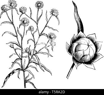 Ein Bild zeigt, Gewohnheit und freistehende Blume Leiter der Everlastings (Helichrysum Bracteatum Aureum). Sie ist heimisch in Nordafrika. Es ist ewig w Stock Vektor