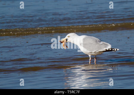 Eine Möwe steht im Wasser, die versuchen, ein Seestern, Schlucht Stockfoto