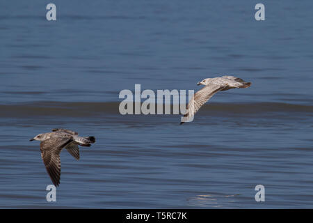 Zwei Möwen fliegen über dem Meer Stockfoto