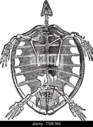 Skelett von Schildkröte mit den Zehen umher in einem gemeinsamen Haut, von denen nur ein oder zwei Krallen Projekt, vintage Strichzeichnung oder Gravur Abbildung. Stock Vektor