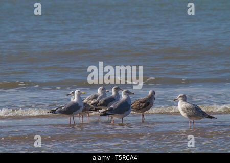 Eine Gruppe von Möwen steht im Wasser am Strand Stockfoto