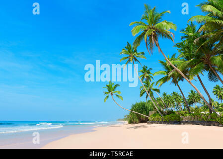 Perfekte sandy Ocean Beach im Tropical Resort Insel mit Kokospalmen und klaren blauen Himmel Stockfoto