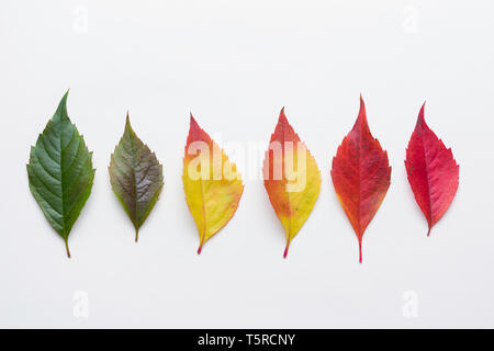 Herbst treibt bunte Regenbogen Farbverlauf Sommer Herbst Saison ändern Konzept Stockfoto