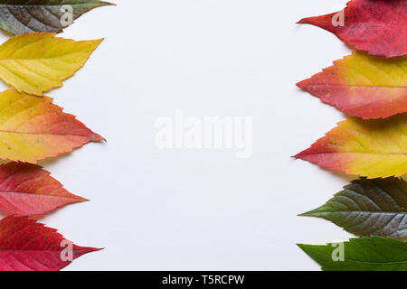 Bunte gradient Herbst Blätter auf weißem Papier Hintergrund Rahmen Komposition mit Platz für Text kopieren Stockfoto
