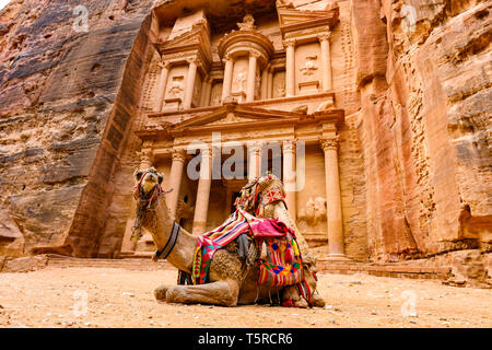 Spektakuläre Aussicht auf zwei schöne Kamele vor Al Khazneh (das Finanzministerium) in Petra. Stockfoto