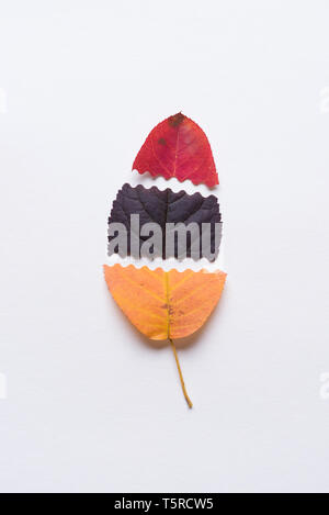 Herbst Blatt aus geschnitten andere Farbe Blätter Stockfoto