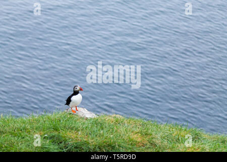 Papageitaucher aus borgarfjordur Fjord, Osten Island. Island Wildlife. Gemeinsame Papageitaucher. Fratercula arctica Stockfoto