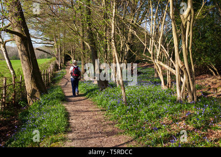 Fußweg durch Bluebell Woods in der Ashdown Forest in der Nähe von Danehill, in der Nähe der Haywards Heath, Sussex, England, Vereinigtes Königreich, Europa Stockfoto