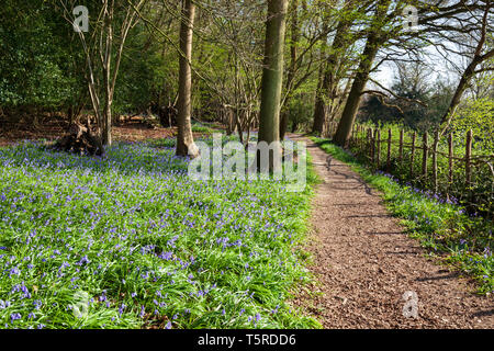 Fußweg durch Bluebell Woods in der Ashdown Forest in der Nähe von Danehill, in der Nähe der Haywards Heath, Sussex, England, Vereinigtes Königreich, Europa Stockfoto