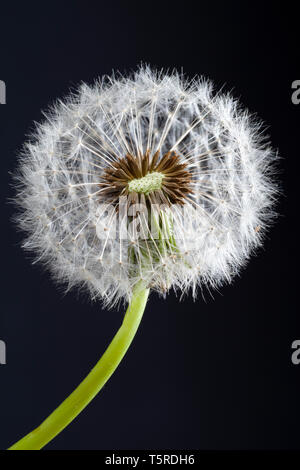 Löwenzahn-Samen-Leiter Stockfoto