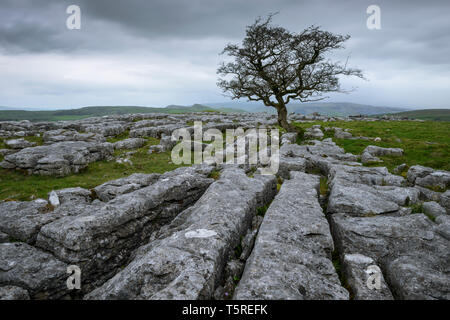 Ein einsamer Hawthorn Baum auf Kalkstein Fahrbahn in Winskill Steine Nature Reserve in den Yorkshire Dales. Stockfoto