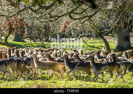 Damwild (Dama Dama) in den Wäldern von holkham Park, Holkham Hall in Norfolk, East Anglia, England, UK. Stockfoto