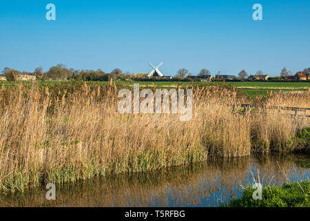 Schilf am frühen Morgen auf Wicken Fen Naturschutzgebiet, mit Wicken Dorf und Mühle auf der Rückseite. Cambridgeshire, England, UK. Stockfoto