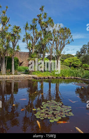 Trachycarpus Palmen und Gartenteich im Logan Botanic Garden in Wigtownshire Dumfries und Galloway-Schottland Stockfoto