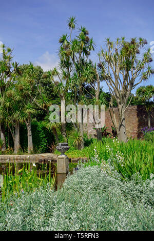 Trachycarpus Palmen und Gartenteich im Logan Botanic Garden in Wigtownshire Dumfries und Galloway-Schottland Stockfoto