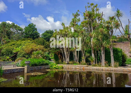 Trachycarpus Palmen und Gartenteich im Logan Botanic Garden in Wigtownshire Dumfries und Galloway-Schottland Stockfoto