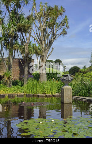 Trachycarpus Palmen und Gartenteich im Logan Botanic Garden in Wigtownshire Dumfries und Galloway-Schottland Stockfoto