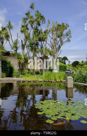 Trachycarpus Palmen und Gartenteich im Logan Botanic Garden in Wigtownshire Dumfries und Galloway-Schottland Stockfoto