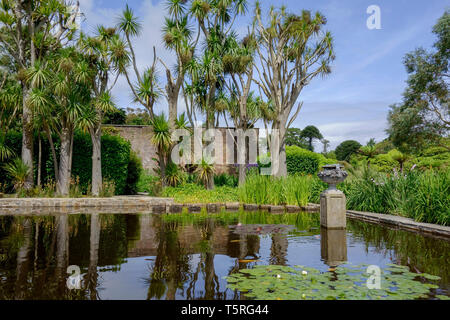 Trachycarpus Palmen und Gartenteich im Logan Botanic Garden in Wigtownshire Dumfries und Galloway-Schottland Stockfoto