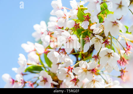 Feder Grenze abstrakte blured Hintergrund Kunst mit pink Sakura oder Cherry Blossom. Stockfoto