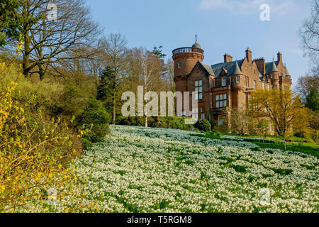 Bank von Narzissen im Garten in der Nähe von Threave Castle Douglas, Dumfries und Galloway, Schottland. Haus und Garten sind für die Öffentlichkeit zugänglich. Stockfoto