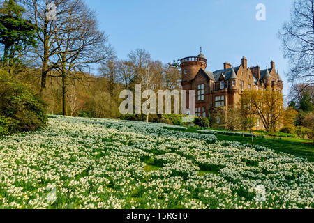 Bank von Narzissen im Garten in der Nähe von Threave Castle Douglas, Dumfries und Galloway, Schottland. Haus und Garten sind für die Öffentlichkeit zugänglich. Stockfoto