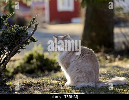 Wunderschöne Norwegische Waldkatze männlichen Sitzen im Freien am Abend Stockfoto