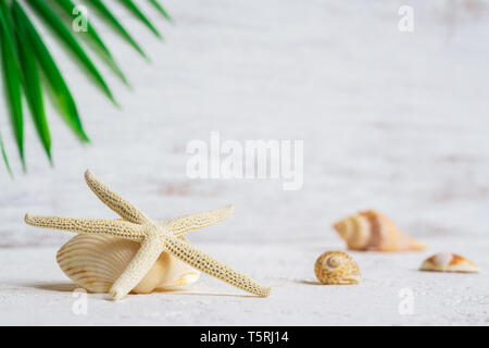 Nahaufnahme der selektiven Fokus mit Seesternen und Muscheln mit Green palm leaf Hintergrund. Hintergrund Konzept für Sommer Urlaub. Meer, Strand, ein Stockfoto