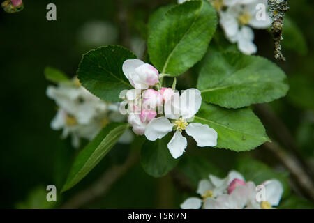 Apple Blossom close up, öffnen Blüten der Apfelblüte mit dem Grünen hinterlässt auf einem Apple Tree in einem englischen Orchard Stockfoto