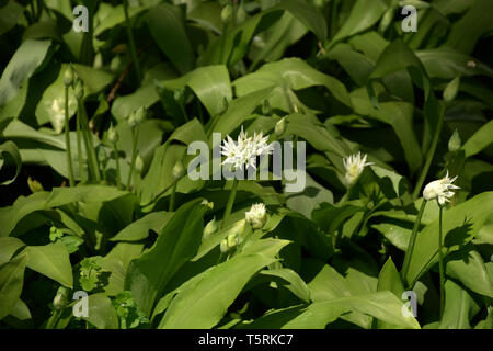 Allium ursinum oder wilder Knoblauch oder Bärlauch oder Knoblauch buckrams oder Holz oder breitblättrige Knoblauch im Frühjahr mit weißen Blumen und Blüten, alliu Stockfoto