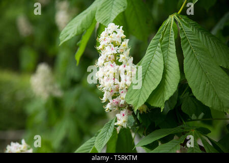 Blumen auf einer Rosskastanie Baum im Frühling in England, in der Nähe der Großen grünen Blättern und kleinen, weißen Blüten füllen Sie den Rahmen, keine Menschen Stockfoto