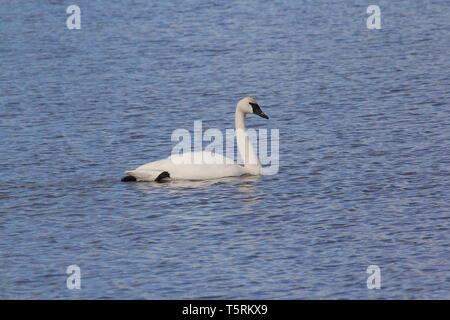 Trumpeter Swans (Cygnus buccinato) kehren Sie zum Grande Prairie Region von Alberta, und stoppen Sie bei Teichen des südlichen Alberta auf ihrem Migration Stockfoto