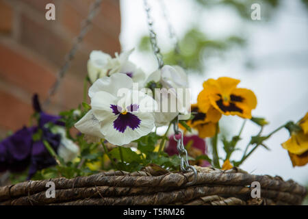 Stiefmütterchen in einem hängenden Korb in einem Garten in England, gelbe, blaue und weiße Stiefmütterchen außerhalb Stockfoto