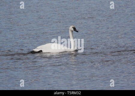 Trumpeter Swans (Cygnus buccinato) kehren Sie zum Grande Prairie Region von Alberta, und stoppen Sie bei Teichen des südlichen Alberta auf ihrem Migration Stockfoto