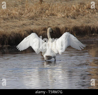 Trumpeter Swans (Cygnus buccinato) kehren Sie zum Grande Prairie Region von Alberta, und stoppen Sie bei Teichen des südlichen Alberta auf ihrem Migration Stockfoto