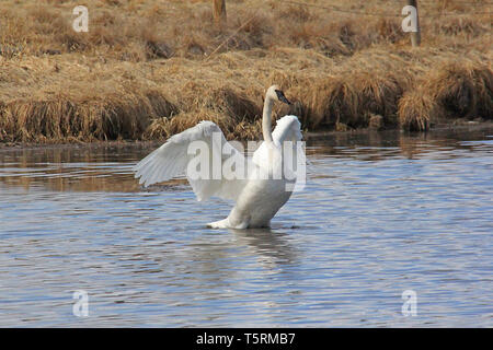 Trumpeter Swans (Cygnus buccinato) kehren Sie zum Grande Prairie Region von Alberta, und stoppen Sie bei Teichen des südlichen Alberta auf ihrem Migration Stockfoto