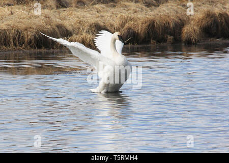 Trumpeter Swans (Cygnus buccinato) kehren Sie zum Grande Prairie Region von Alberta, und stoppen Sie bei Teichen des südlichen Alberta auf ihrem Migration Stockfoto