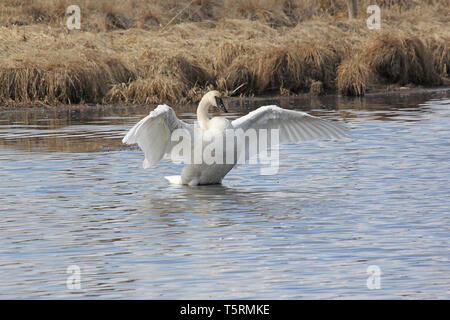 Trumpeter Swans (Cygnus buccinato) kehren Sie zum Grande Prairie Region von Alberta, und stoppen Sie bei Teichen des südlichen Alberta auf ihrem Migration Stockfoto