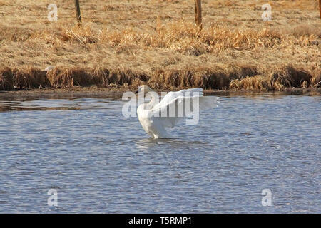 Trumpeter Swans (Cygnus buccinato) kehren Sie zum Grande Prairie Region von Alberta, und stoppen Sie bei Teichen des südlichen Alberta auf ihrem Migration Stockfoto