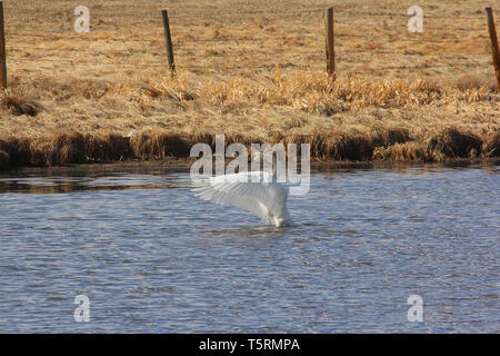 Trumpeter Swans (Cygnus buccinato) kehren Sie zum Grande Prairie Region von Alberta, und stoppen Sie bei Teichen des südlichen Alberta auf ihrem Migration Stockfoto