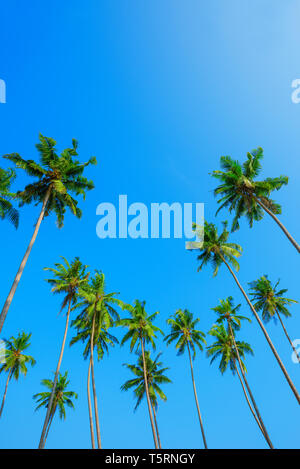 Grüne Kokospalme Kronen auf Strand und blauer Himmel mit Kopie Raum Stockfoto