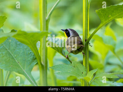 Eine gemeinsame Yellowthroat (Geothlypis trichas) auf grüne Pflanze thront. Houston, Texas, USA. Stockfoto