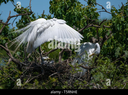 Ein Silberreiher (Ardea alba) Verbreitung öffnen ihre Flügel ihre Küken Schatten im Nest. Houston, Texas, USA. Stockfoto